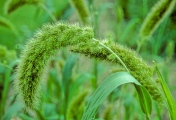 Foxtail Millet - PID:90828