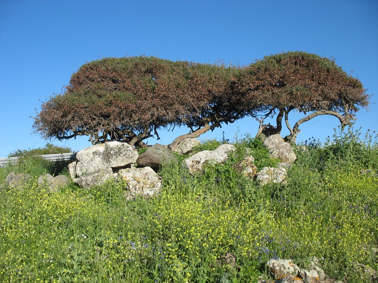 Paules Nuraghe