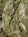Ceresa Marked Stone - PID:48862