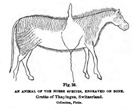 Equine, possibly an Ass, from 