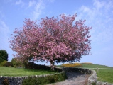 Cherry Tree at Portling - PID:20037