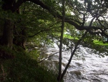 North Welsh River - PID:29220