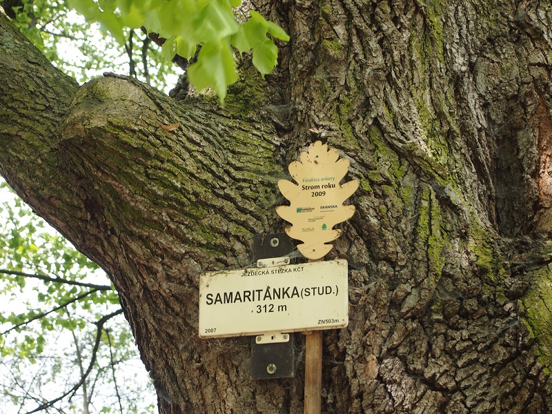 The well can be found in the shadow of the old lime trees. According to the sign,  this particular tree is the finalist of the Year 2009 tree contest.