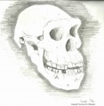 Dmanisi Skull 5 (D45000) - PID:128286