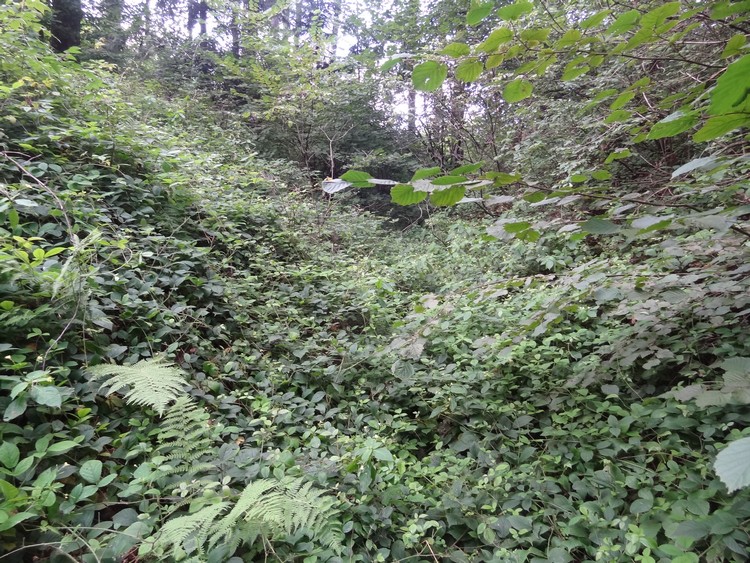 Rampart and ditch in the western part of the tribal hillort in Chełmiec (photo taken on August 2014).