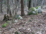 Borecka Forest Alignment - PID:44412