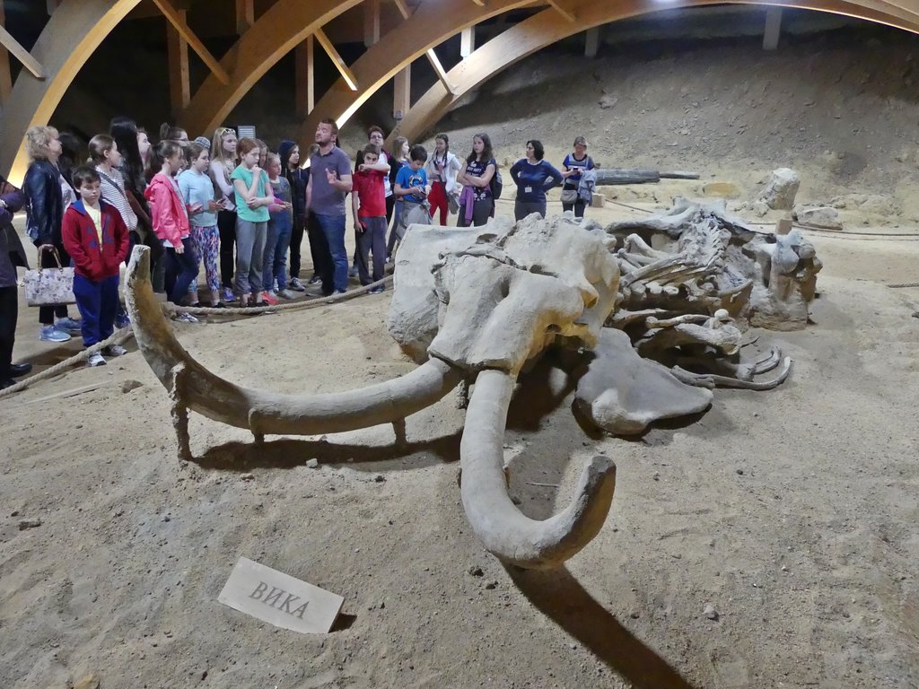 A visit of Vaminacium wouldn't be complete without the mammoth skeleton.  No worry, the guided tour will lead you to it, at the end of the visit.    The poor best died in a marsh, and was found during earth-moving works ; in the process, only the skull has been dented.   April 2018.