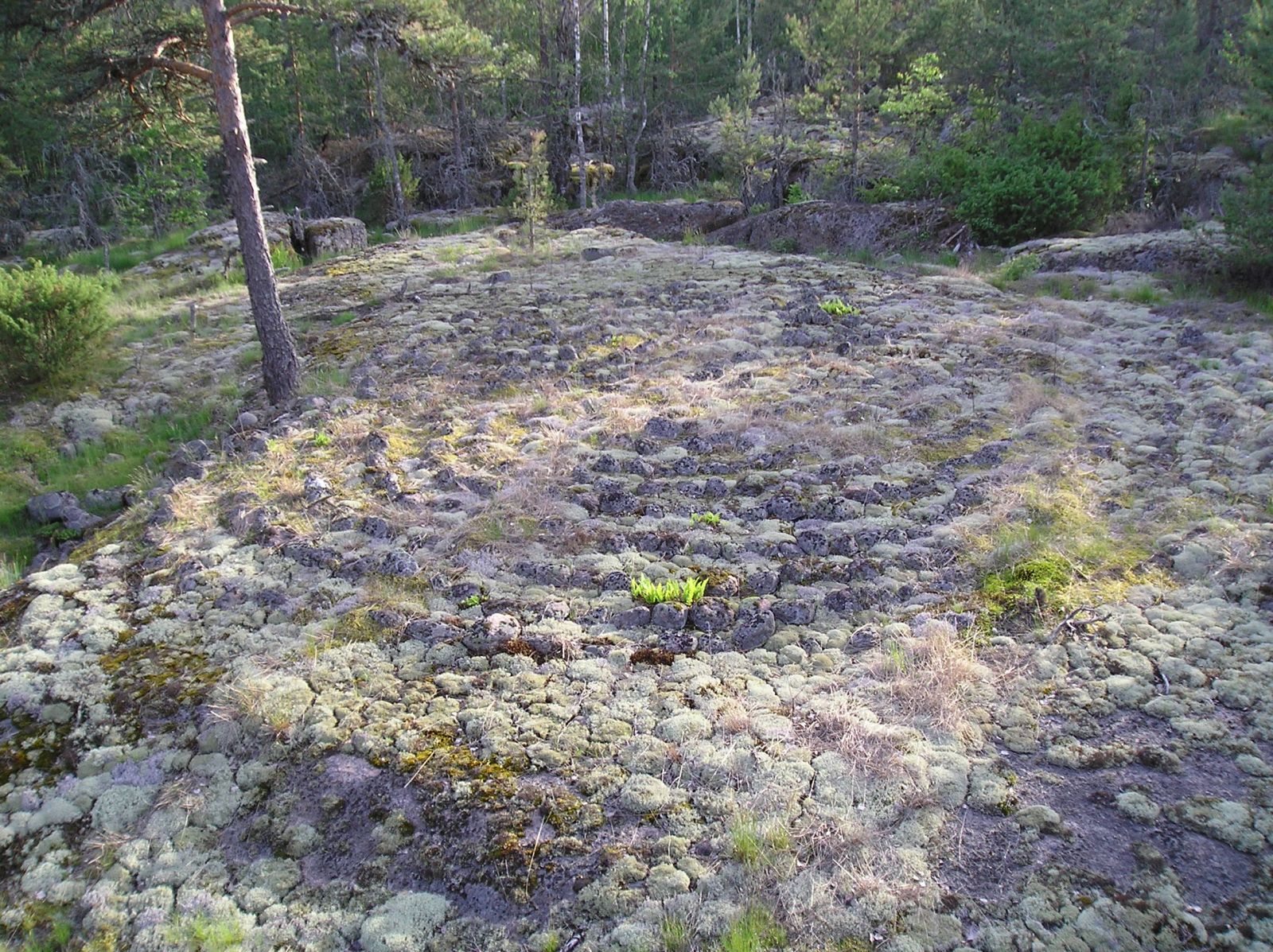 Ancient Site in Russia

Megalithica.ru
