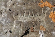 Petroglyphs of Pegtymel River - PID:141261