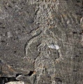 Petroglyphs of Pegtymel River - PID:141260