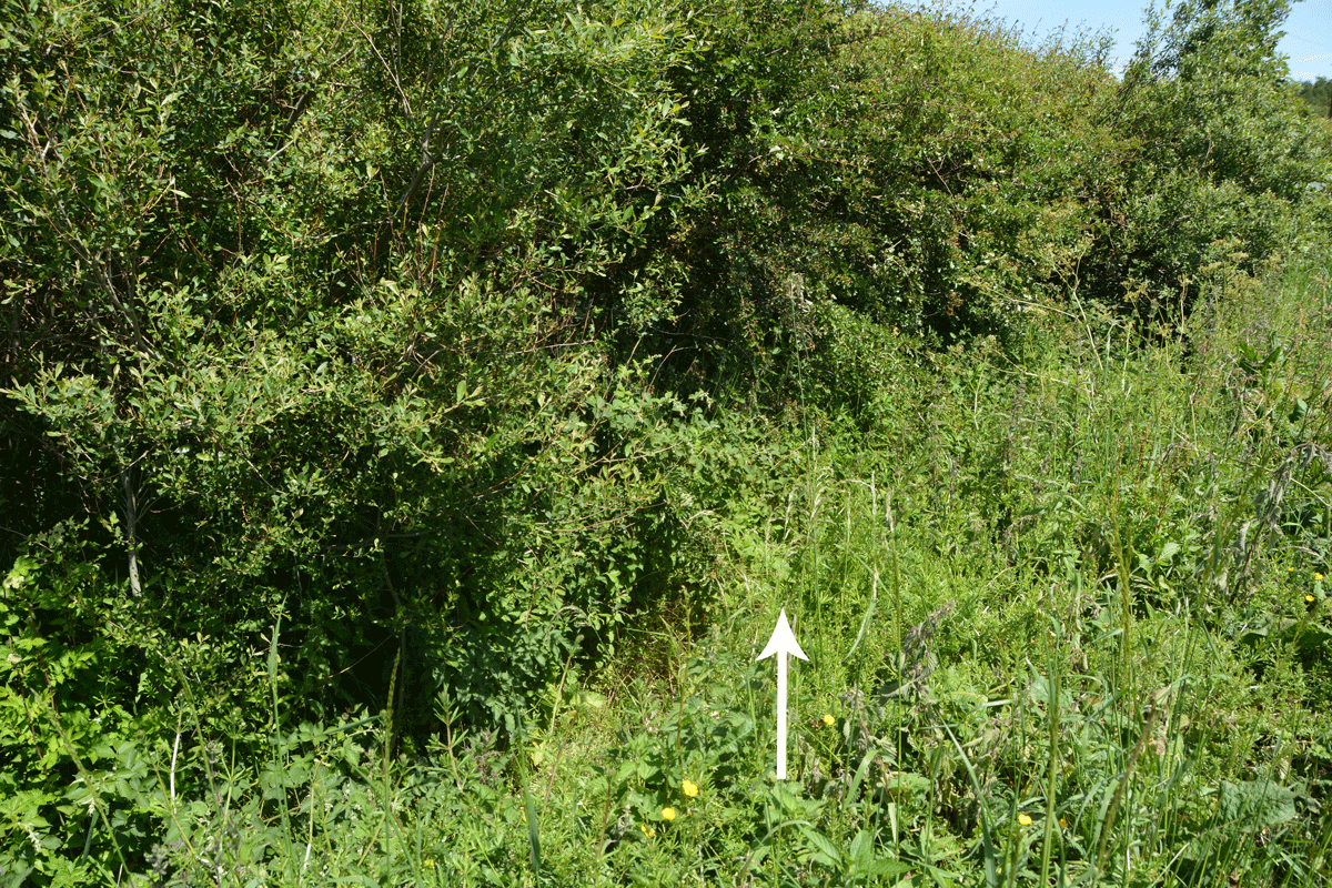 Parking at the side of the small road running west-east past the site of this well, referring to the old OS map from the National Library of Scotland, the well is located where the white arrow is pointing - in a ditch, but well hidden by both the hedge and the surrounding foliage. 
