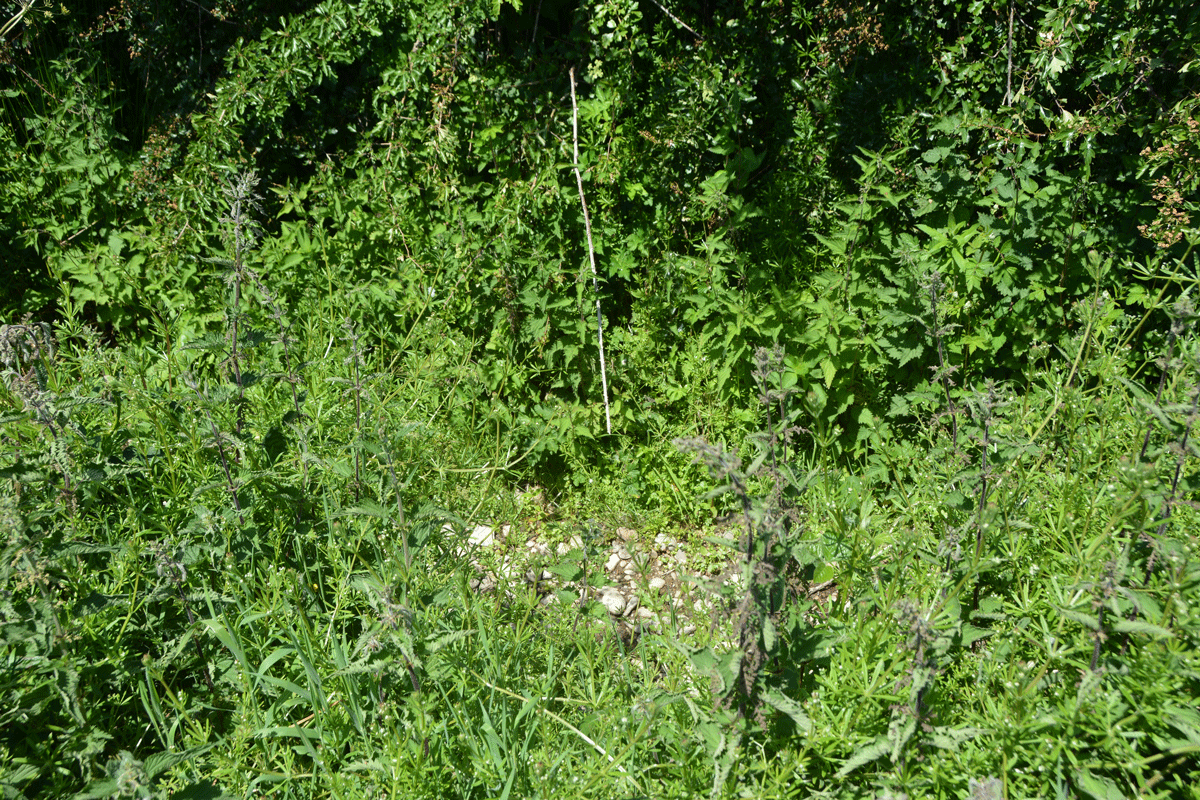 At the location of the white arrow on the southern side of the hedge-line, there was a large dump of stones and concrete blocks in the ditch.  These largely hid any sign of Fairy Well from this side of the hedge.