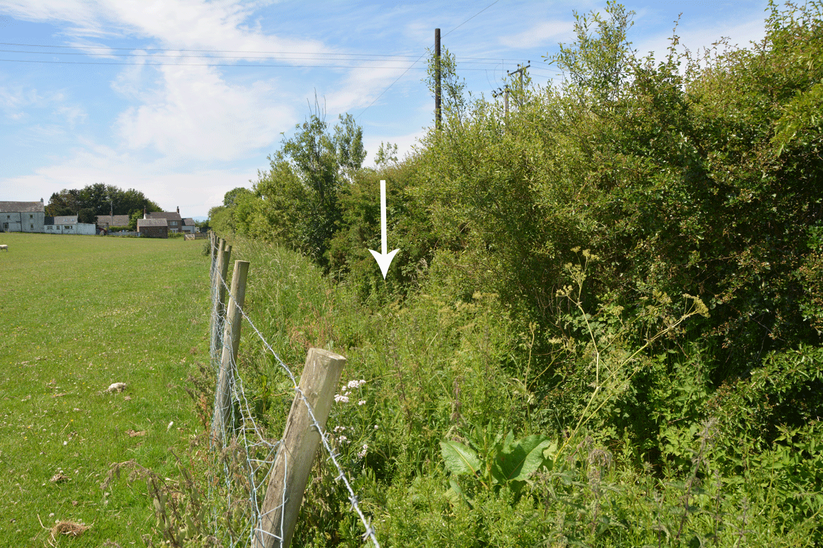 Standing just inside the gate to the field, looking up the hedge-line.  The white arrow indicates the location of the well on this side of the hedge.