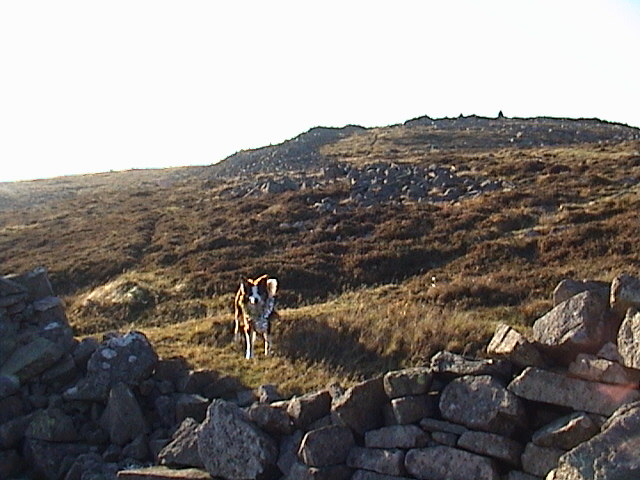 Carrock Fell