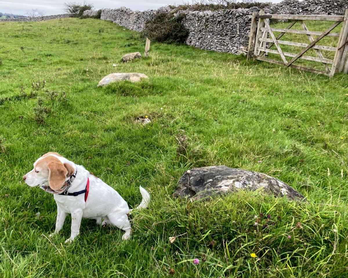 The remaining three stones west of the gate. Dog for scale.