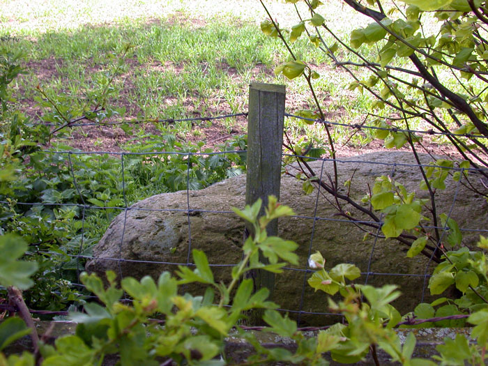 Winderwath fallen standing stoneThe stone lies underneath a hedge, by the edge of the field. It is separated from the standing stone by this hedge.
