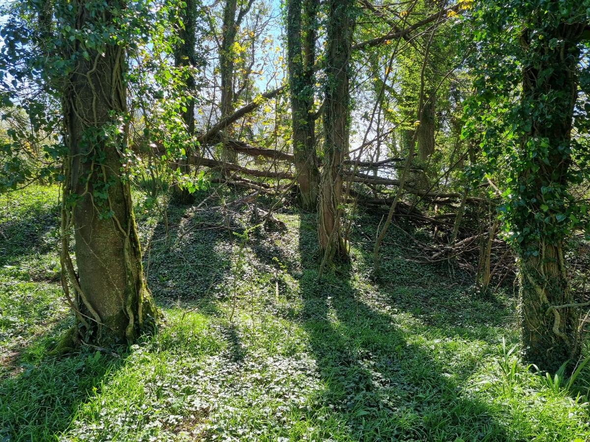 Nice example of a Long Barrow, but hard to get close due to undergrowth and trees.