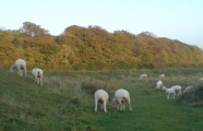 Badbury Rings - PID:242511