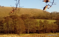 Cerne Abbas Giant - PID:161185