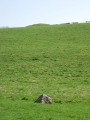 Broad Stone (Dorset) - PID:13338