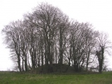 Culliford Tree