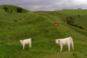 Hambledon Hill hillfort - PID:35960