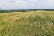 Long Bredy Bank Barrow - PID:269993