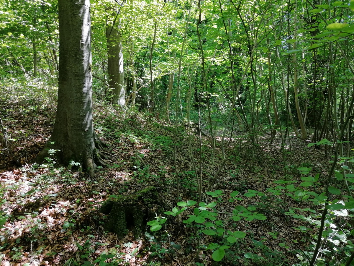 Cranham Corner Earthworks