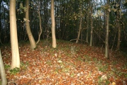 Rowden Wood - PID:84384