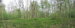 Rowden Wood - PID:29428