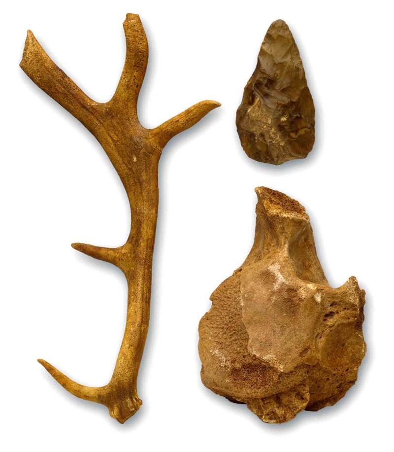 Hoxnian anters, bones & hand axe from Swanscombe

Image copyright: The Trustees of the Natural History Museum
