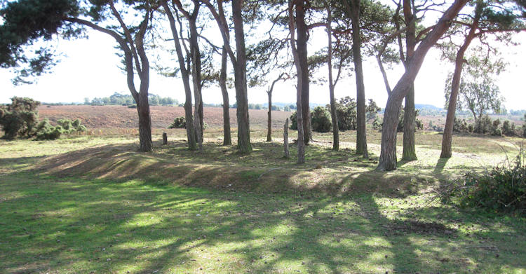 The disc barrow with the pines on Ibsley Common.