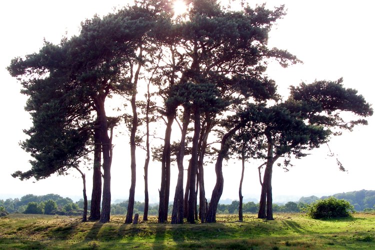 The Ibsley Common disc barrow at grid reference SU17171064, and its topping of Scots pine trees (known as Robin Hood's clump). This barrow is very easy to locate on a western spur treeless plateau. Its English Heritage scheduling describes it as being a disc shaped platform, raised 0.15m, surrounded by a low raised rim and a shallow outer ditch. I've deliberately over-exposed the picture so that t