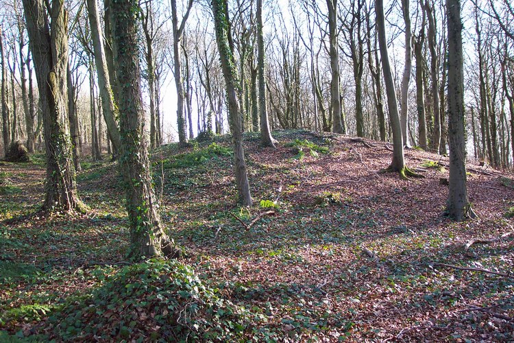 Brighstone Forest 1