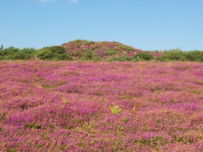 Mottistone Common Bowl Barrow