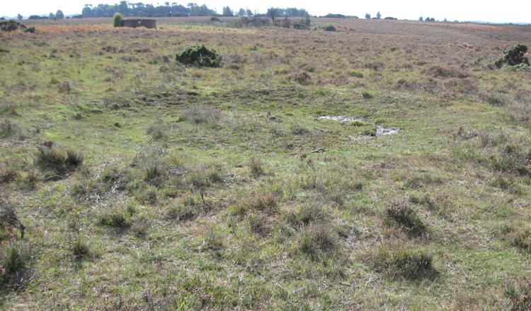 A bowl barrow on Ibsley Common.