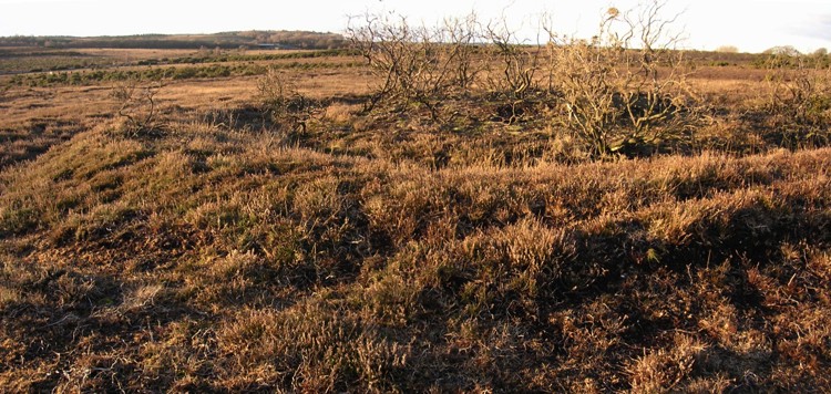 Setley Plain disc barrows