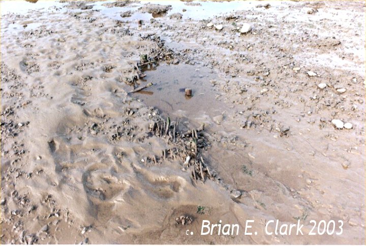 HOLME next the Sea : submerged Bronze age timber trackway(s) associated with Timber Circle
 ~TF 752453.