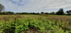 Salthouse Heath