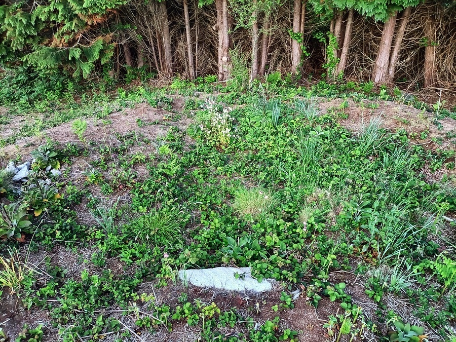 Helvear Down Cairn, Showing the remaining Cist/Chamber stone within the Cairn