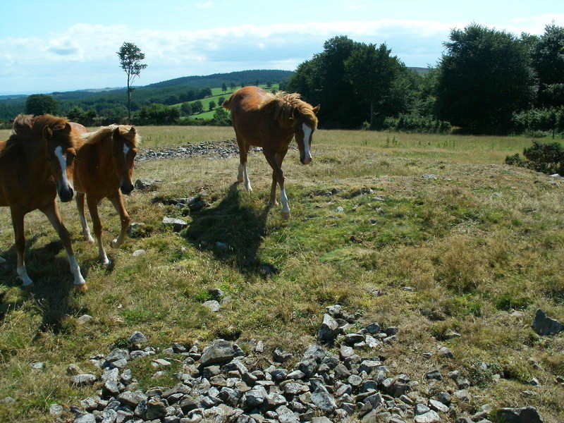 West Hill platform cairn and some inquisitive horses.
