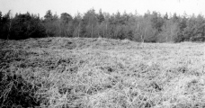 Walberswick Burial Mounds - PID:158355
