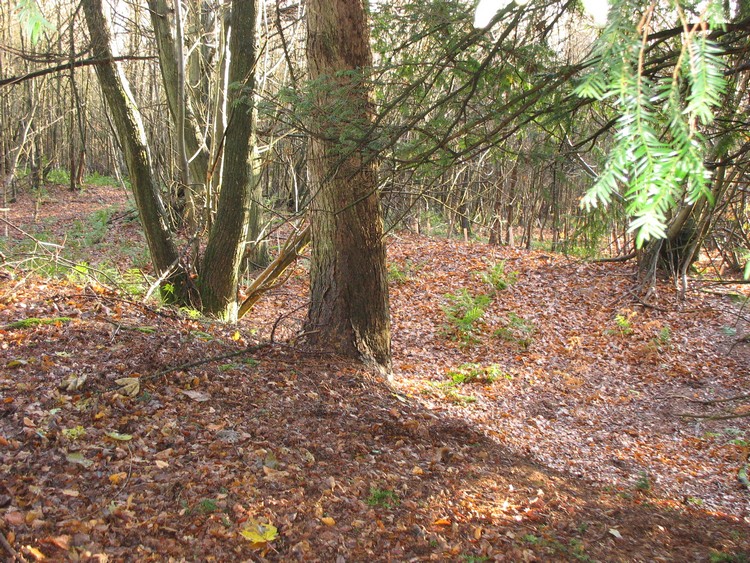View into the outer ditch in SE part of Anstiebury Camp (photo taken on December 2011). 