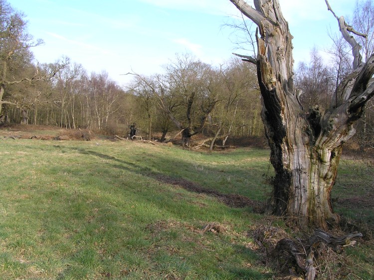 A view of the large triangular earthworks on Ashtead Common. There are a lot of dead trees in the centre, I presume these are being allowed to die and not being replaced.