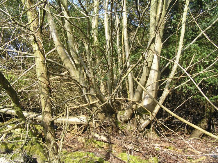 Cherkley Court Barrows