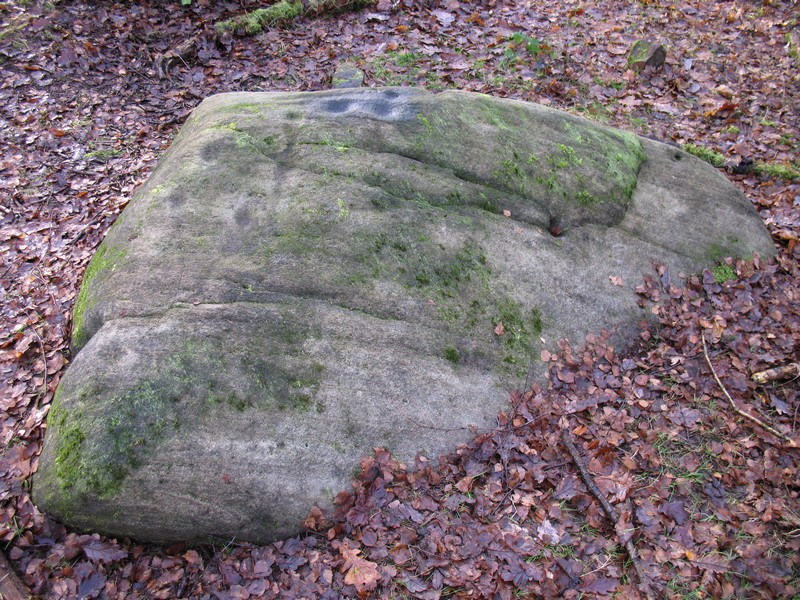 Buck Wood 1 was one of 10 rocks found in the woods during surveys by the Friends of Buck Wood (FoBW). The stone sits just outside a prehistoric enclosure excavated in 2009. 

Referenced 10b in Keith Boughey's IAG archive this stone is the most extensively carved within the wood. Photogrammetric work I carried out for  FOBW in 2009 seem to identify 9 cups, 2 with long grooves leading out, 2 cups 