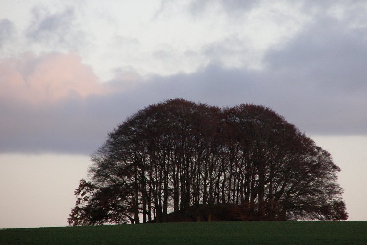 Dusk telephoto shot of one of the beech-planted round barrows on Avebury Down. Taken from the West Kennet avenue. Trees are in transition from summer to winter.
