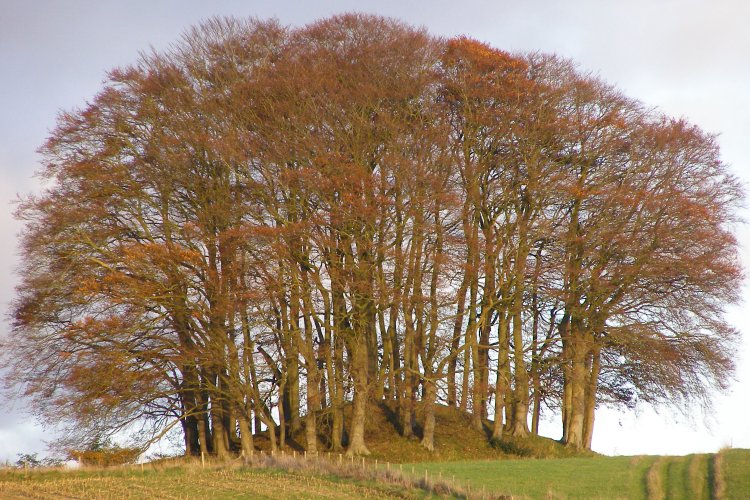 The bowl barrow and beech trees at grid reference SU11546852, viewed from a distance of about 400 metres (on the B4003 Avebury-West Kennett road) using a 10x zoom.