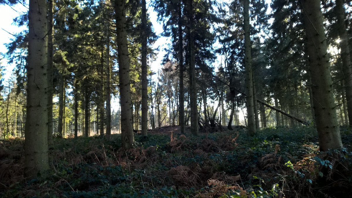 Square Copse Barrow Cemetery