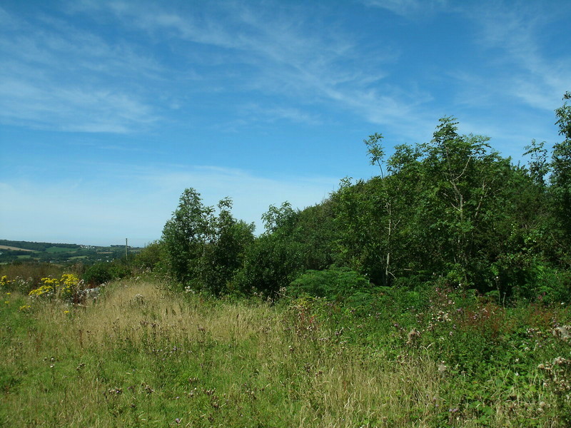 The overgrown Western bank at St Erth Round.